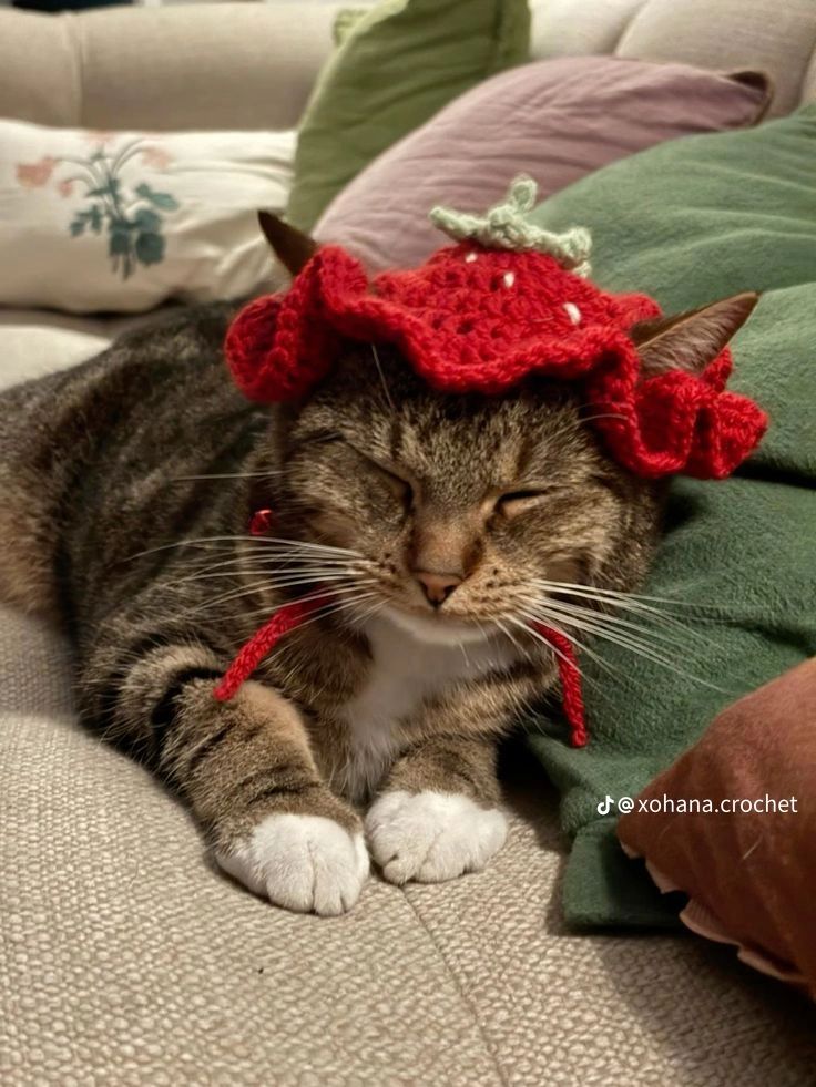 A cute tabby cat wearing a red strawberry-shaped Kashmiri handmade crochet hat with green leaves and a chin strap.
